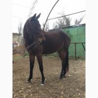 Молодые перспективные кобылы