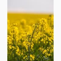 Насіння ріпака Семена рапса Озимый трансгенный двух ядерный сорт рапса