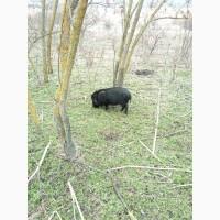 Продам свиноматку ветнамскую