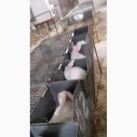 Продам кроликов
