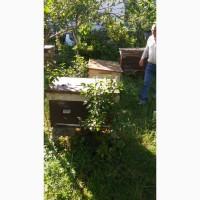 Продам бджолопакети