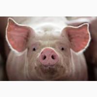 Продам свиней