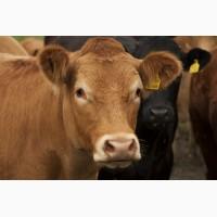 Покупаем бычки до 280 кг