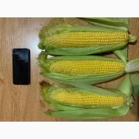 Продам Сладкую Кукурузу ГСС 3071