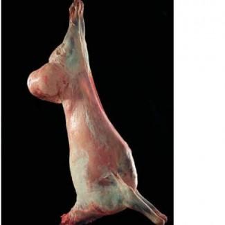 Продам молодых курдючных барашков (ягнят)