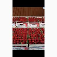 Продам клубнику свежую, урожай 2020 опт