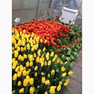 Продам тюльпан Голландия Опт