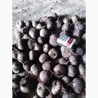Продам качественную свеклу