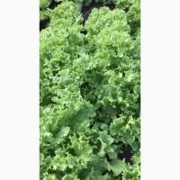 Салат свежий домашний