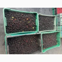 Продам лісову ожину