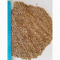 Чечевица красная, сочевиця червона