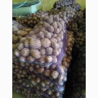 Картофель оптом из КФХ Нижегородской обл