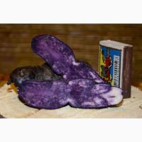 Картофель Vitelotte (französische Trüffel-Kartoffel)