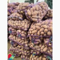 Домашня картопля товарна