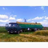 Продам сіно тюковане 2021 р