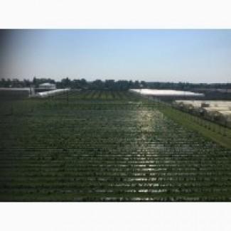 Аренда земельного участка 5 гектар