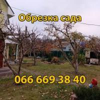Обрезка плодовых деревьев, обрезка деревьев, услуги садовника, уход за газоном, садівник