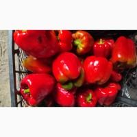 Продам перець Геркулес