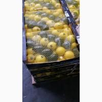Продам помідор турція