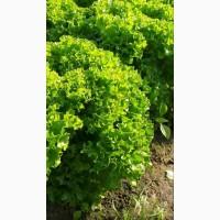 Продаем салат оптом