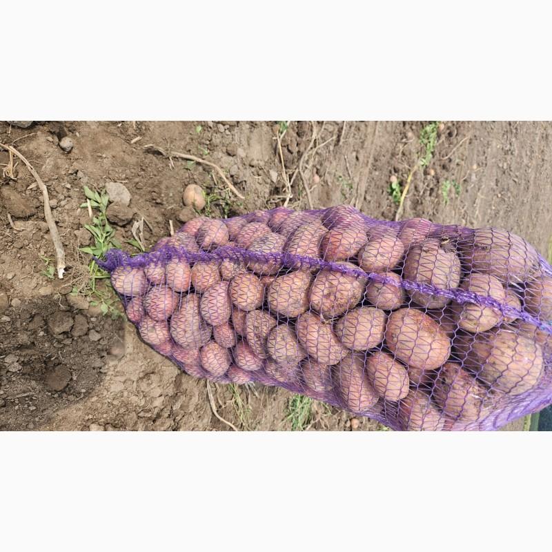 Продам товарну карплю