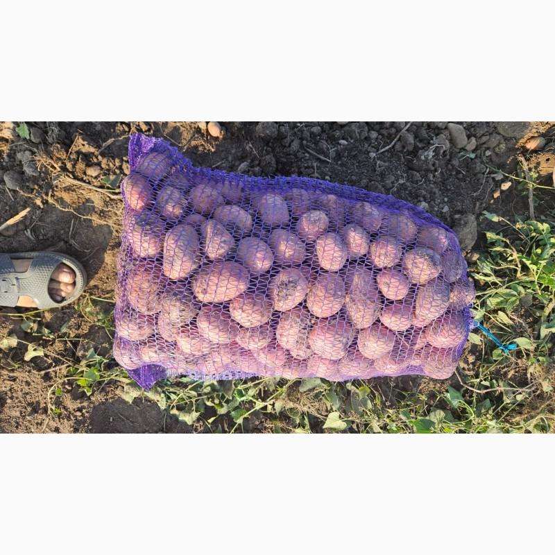 Фото 3. Продам товарну карплю