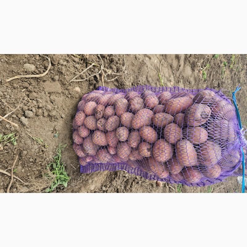 Фото 4. Продам товарну карплю