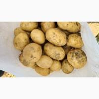 Продам товарну карплю Рівєра