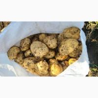 Продам товарну карплю Рівєра