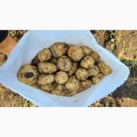 Продам товарну карплю Рівєра