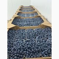 Продам голубику садовую