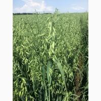 Овес посівний (ярий) Світанок, еліта