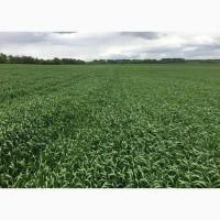 Овес посівний (ярий) Світанок, еліта