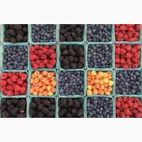 Полтавщина | Прийом замовлень на ягоди 2025 | Малина, бузина, вишня