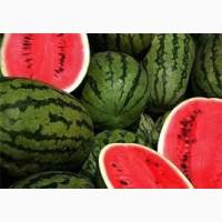 В продажі кавун! Поспішай