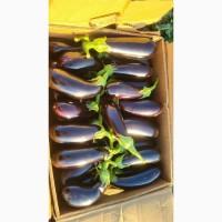 Продам баклажани сорт Казумір