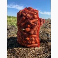 Продам моркву