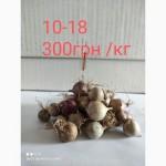 Продам однозубку часника сорту Любаша фракція 10-18(300грн)