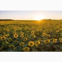 Закупка Соняшник Самовивіз по Україні