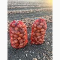 Продам цибулю