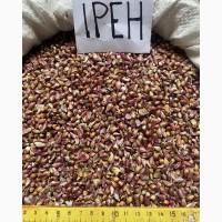 Воздушка чеснока ЛЮБАША , ИРЕН , ДЮШЕС .5-7 мм