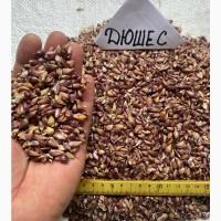 Воздушка чеснока ЛЮБАША , ИРЕН , ДЮШЕС .5-7 мм