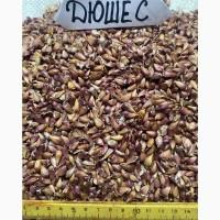 Воздушка чеснока ЛЮБАША , ИРЕН , ДЮШЕС .5-7 мм