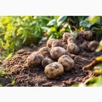 Картопля другого сорту оптом, обсяги від 10 тонн