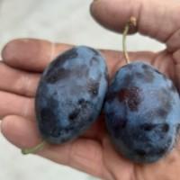 Продам сливу