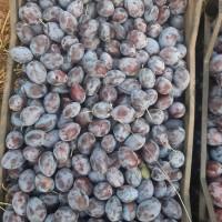 Продам сливу