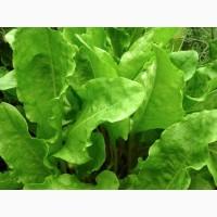 Продам оптом щавель широколистий