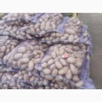 Продам картошку гранада аризона колумба посадку