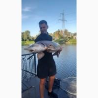 Продаж осетрових риб для зариблення, рибництва, ресторанів та інших зацікавлених