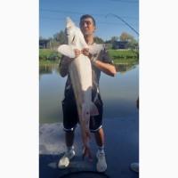 Продаж осетрових риб для зариблення, рибництва, ресторанів та інших зацікавлених